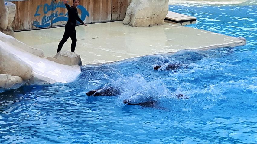 Spectacle des otaries