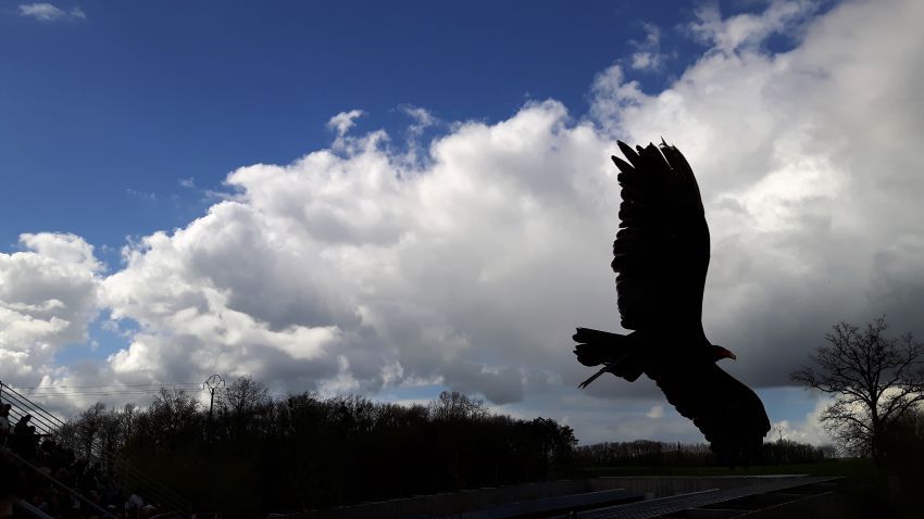 Spectacle des oiseaux