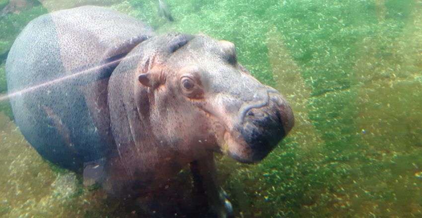 Hippopotame